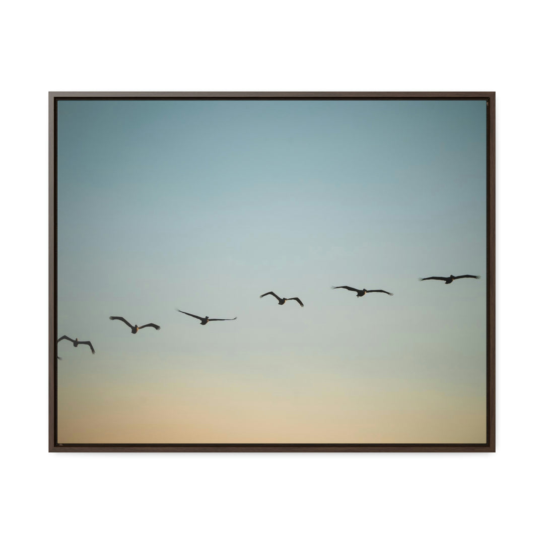 Brown Pelicans in Flight - Canvas with Frame