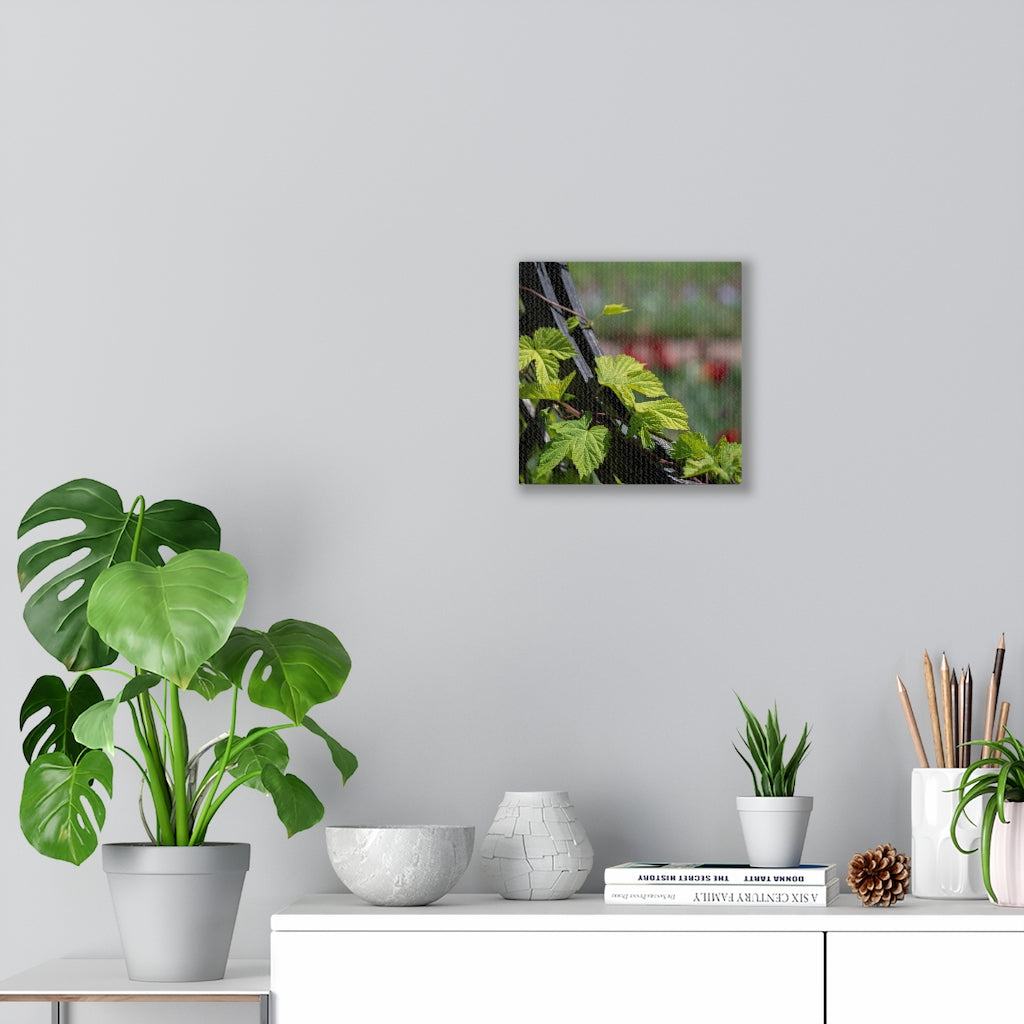 Ivy-Covered Fence - Canvas