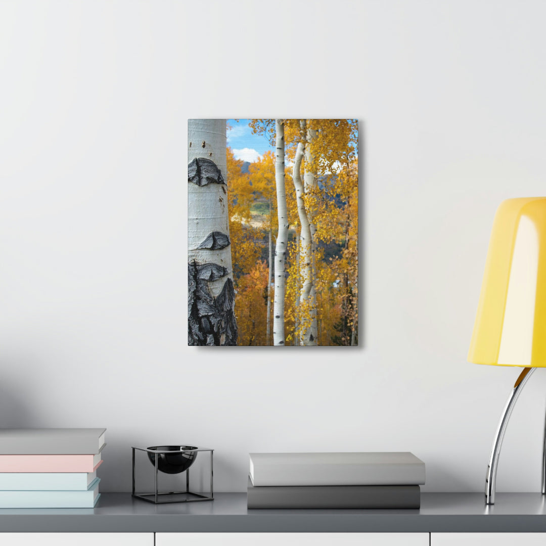 Aspens Changing - Canvas