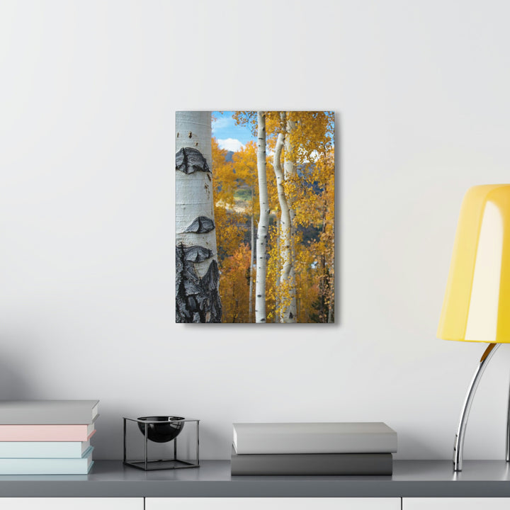 Aspens Changing - Canvas