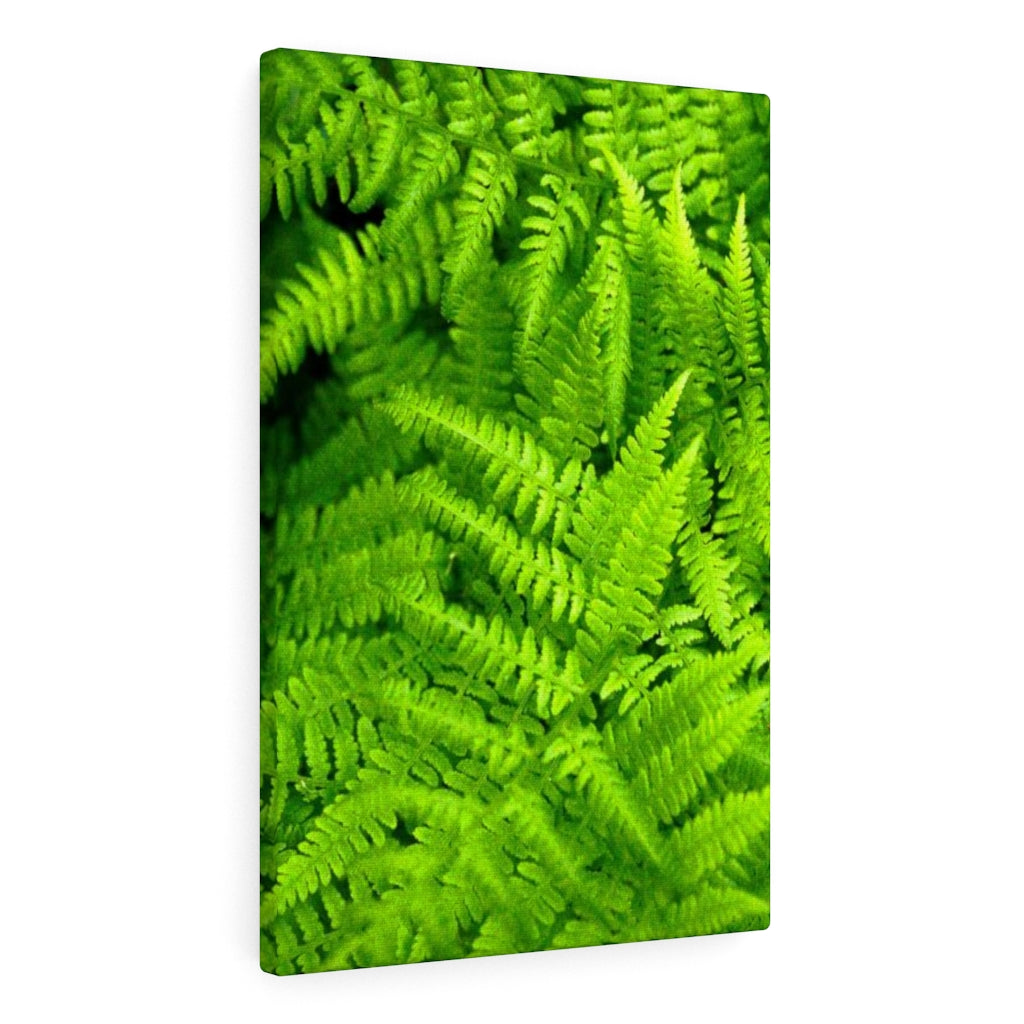 Ferns, Ferns, Ferns - Canvas