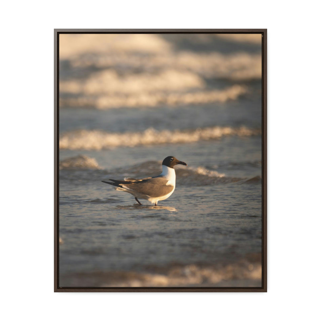 Laughing Gull in the Surf - Canvas with Frame