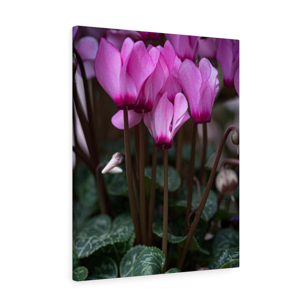 Cyclamen Reach - Canvas