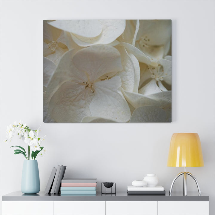 White Hydrangea Detail - Canvas