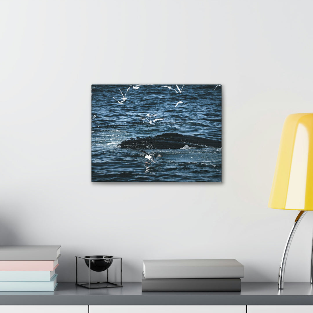 Humpback Hello - Canvas