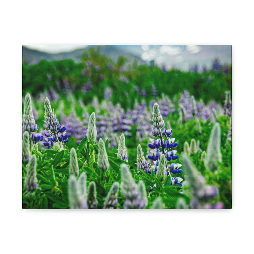 Glowing Lupin with Mountains - Canvas