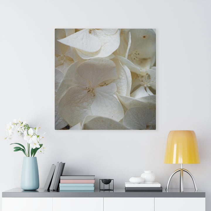 White Hydrangea Detail - Canvas