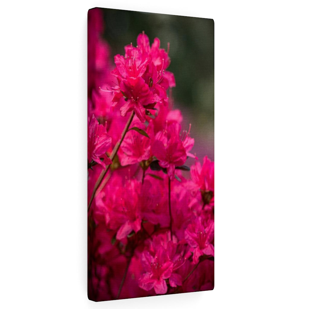 Full Bloom - Canvas