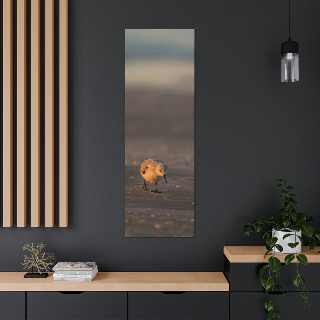 Feeding Sanderling - Canvas