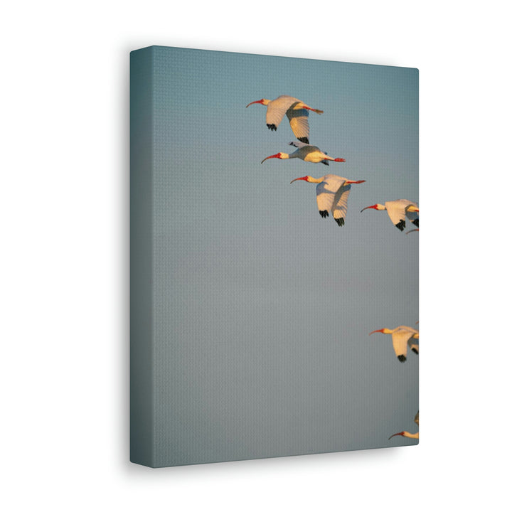 White Ibis in Flight - Canvas