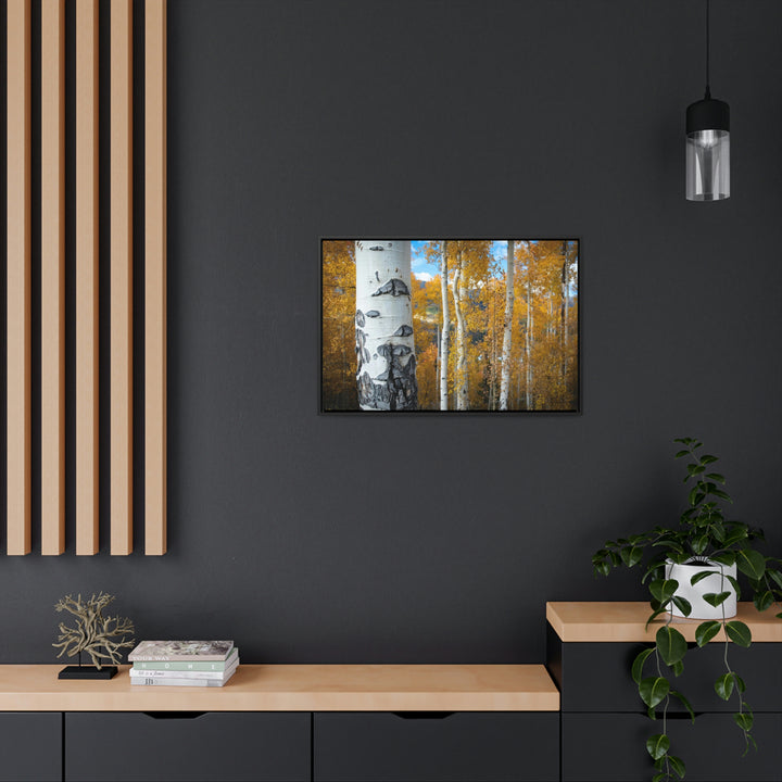 Aspens Changing - Canvas with Frame