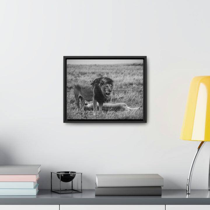 Mating Lions in Black and White - Canvas with Frame