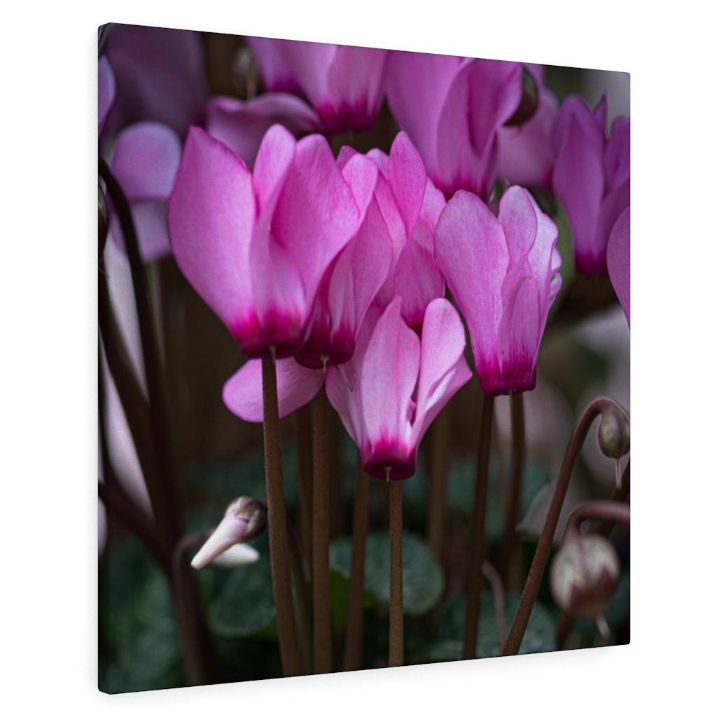 Cyclamen Reach - Canvas