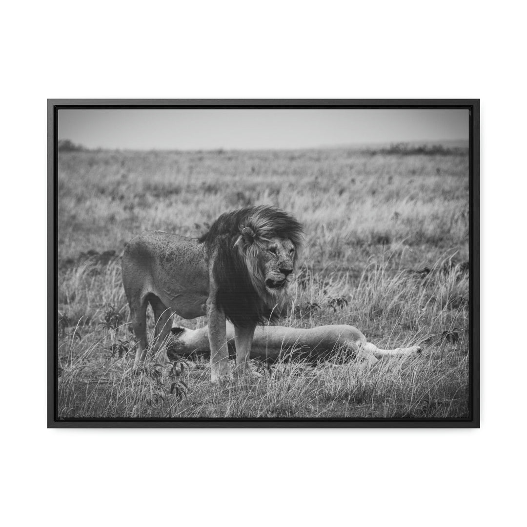 Mating Lions in Black and White - Canvas with Frame