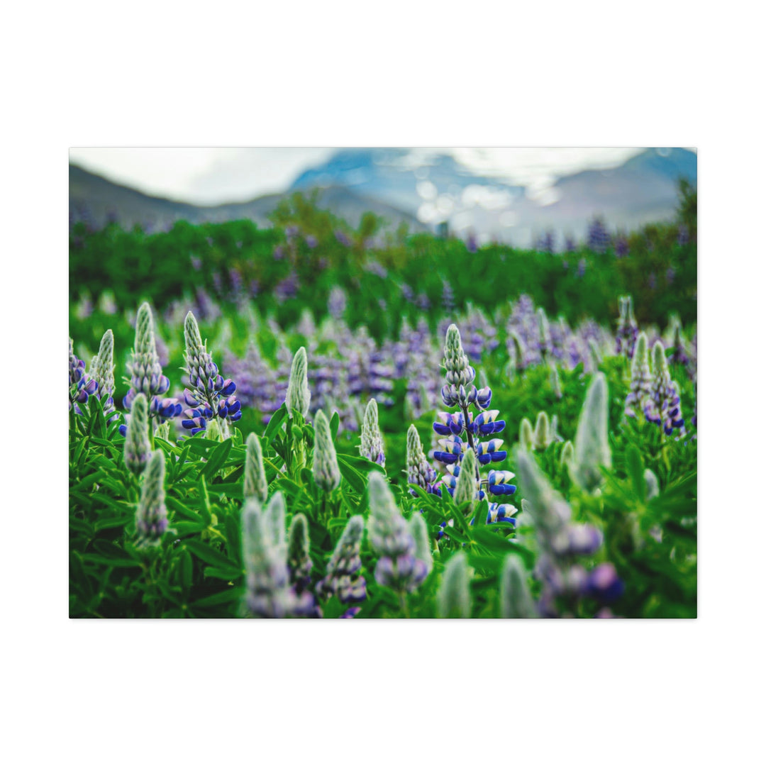 Glowing Lupin with Mountains - Canvas