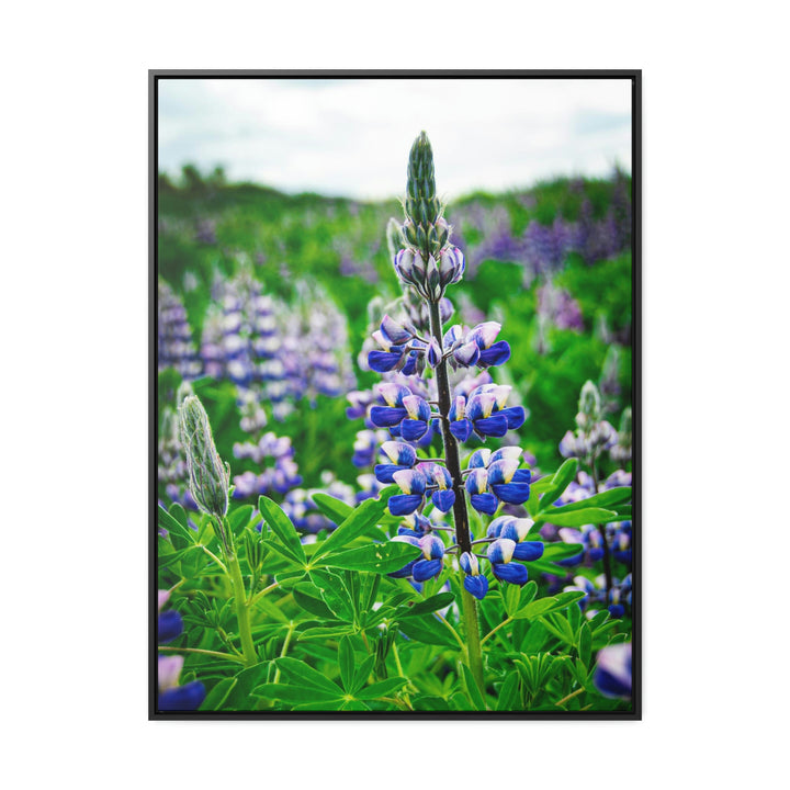 Glowing Lupin - Canvas with Frame