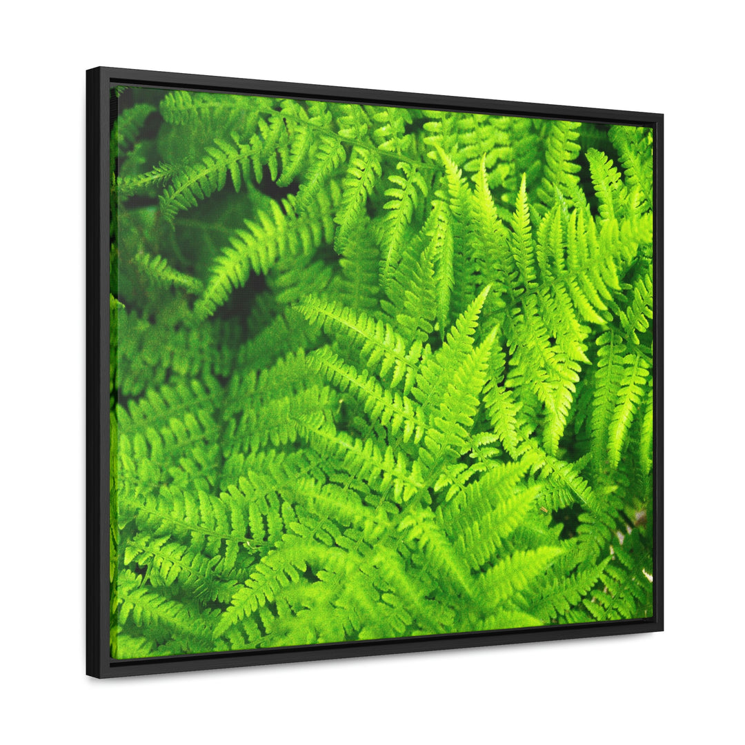 Ferns, Ferns, Ferns - Canvas with Frame