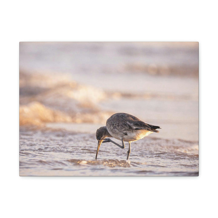 Willet Itch - Canvas