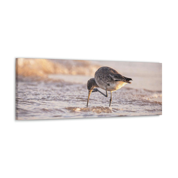 Willet Itch - Canvas