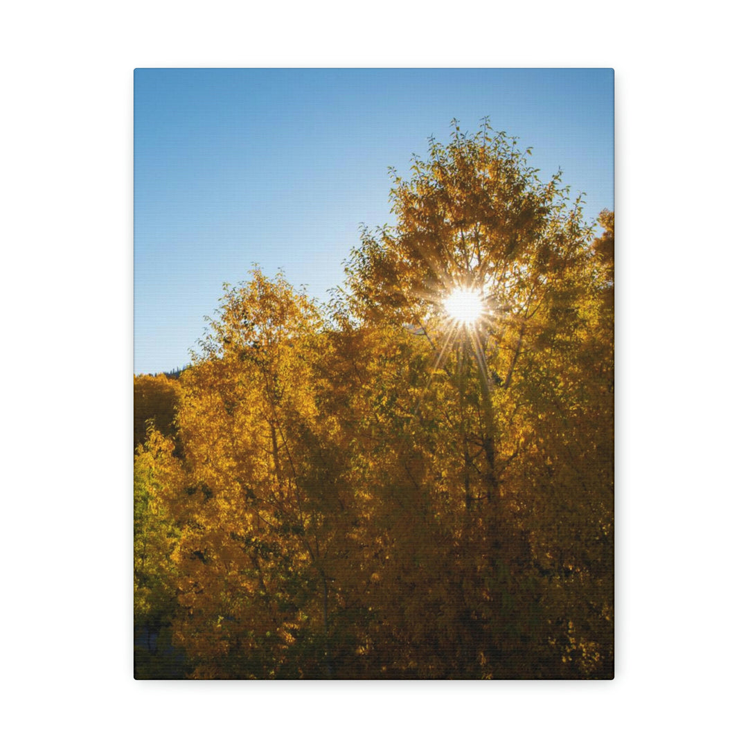 Sun Through the Aspens - Canvas