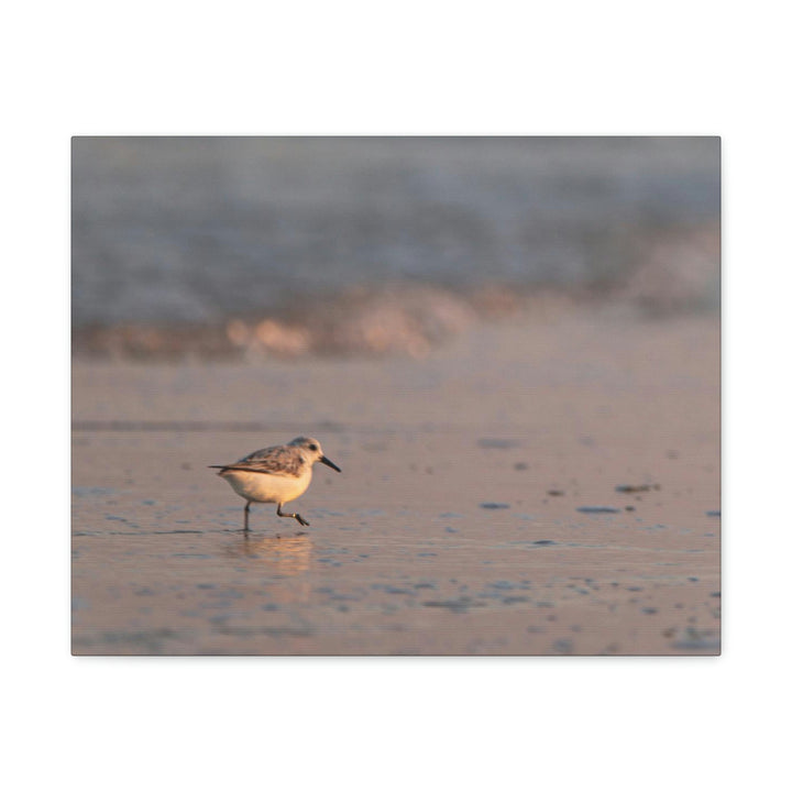 Sanderling in Soft Dusk Light - Canvas