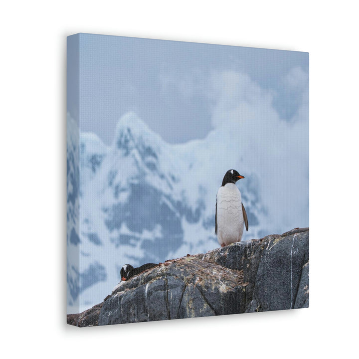 Poised Penguin - Canvas