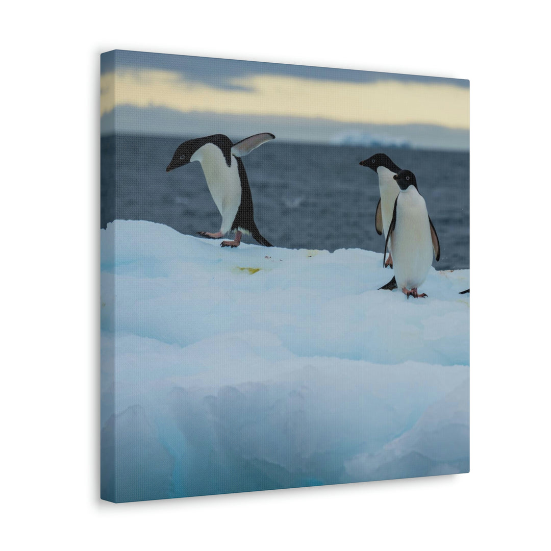 Penguin Dance - Canvas