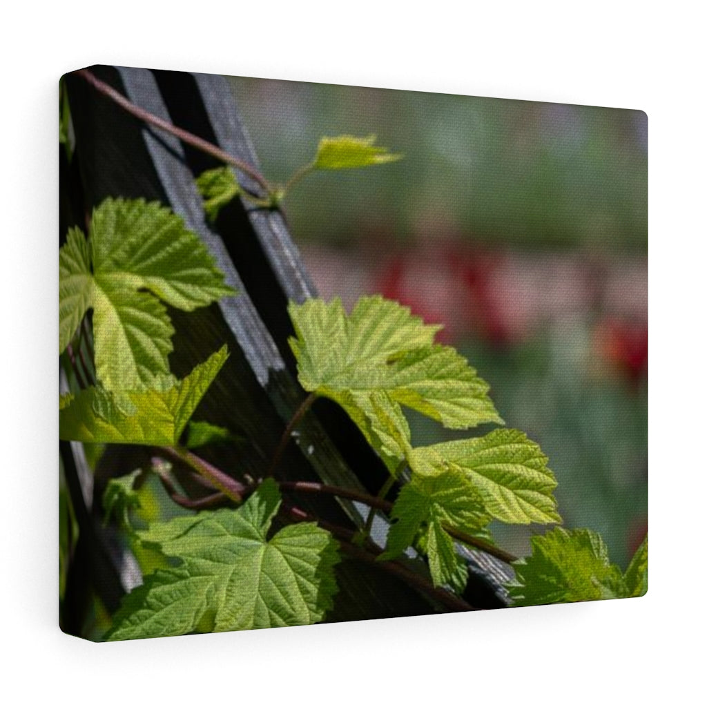 Ivy-Covered Fence - Canvas