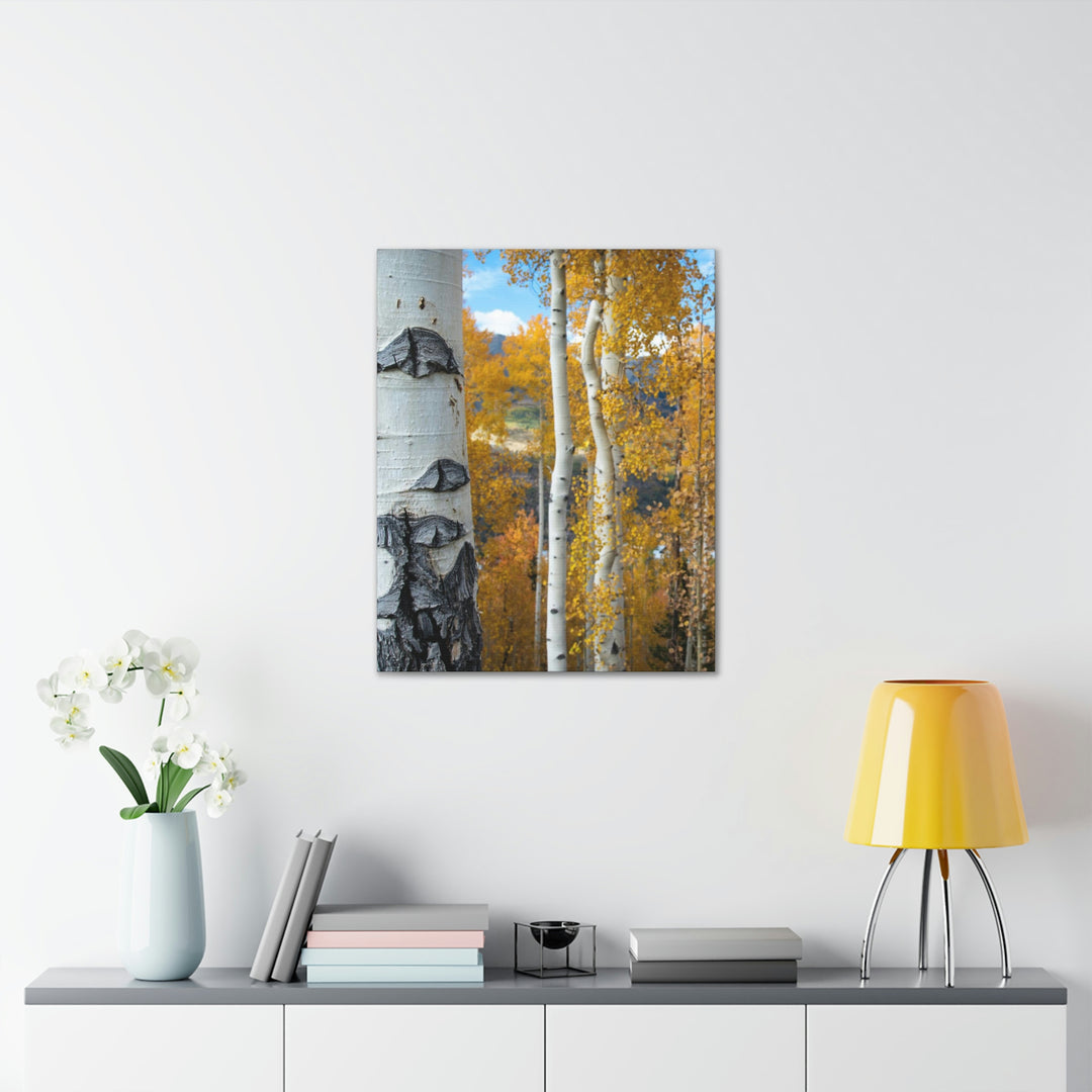 Aspens Changing - Canvas