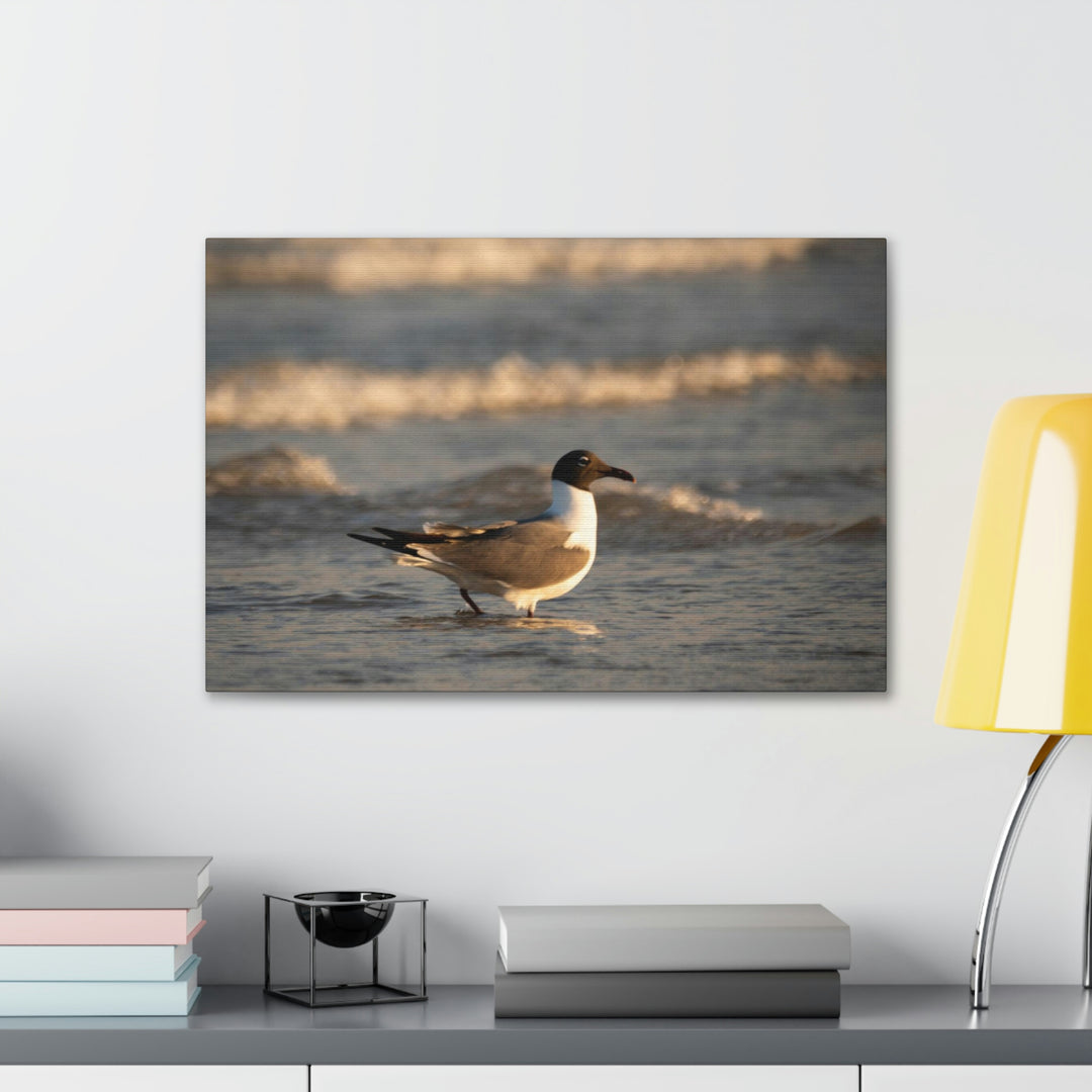 Laughing Gull in the Surf - Canvas