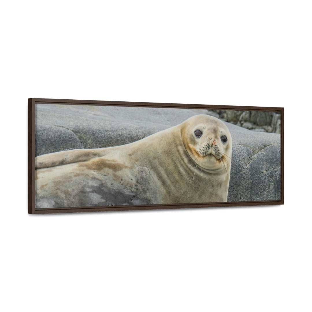 Weddell Smile - Canvas with Frame