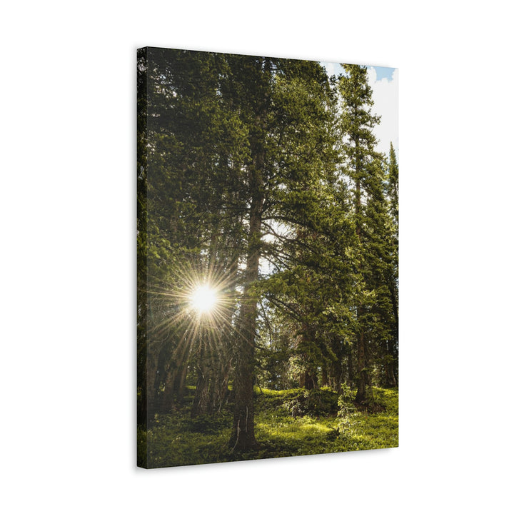 Forest Light - Canvas