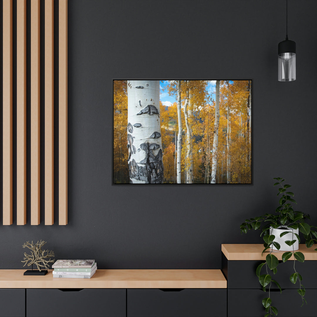 Aspens Changing - Canvas with Frame