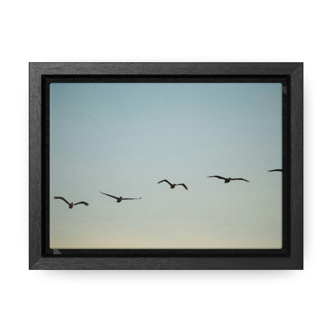 Brown Pelicans in Flight - Canvas with Frame