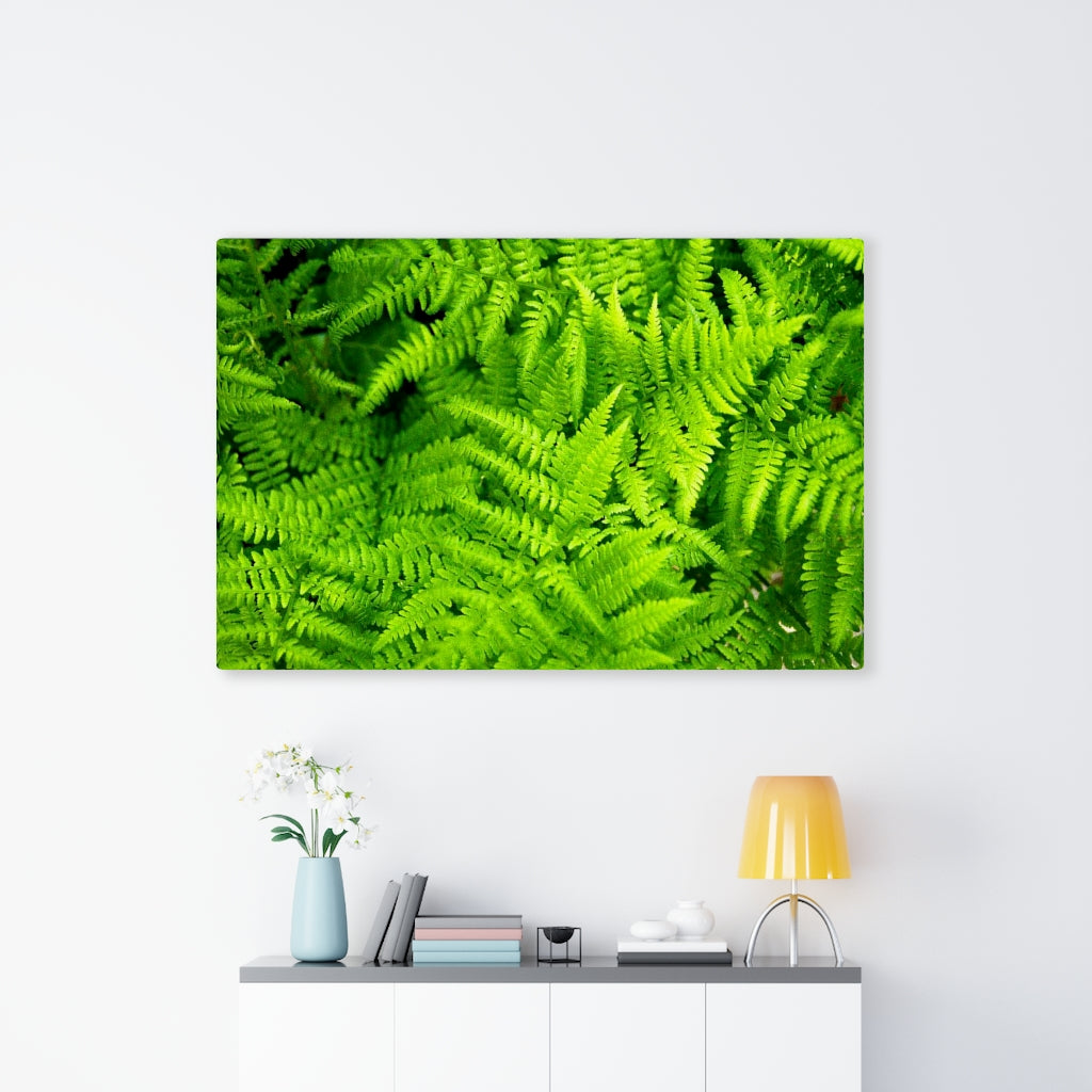 Ferns, Ferns, Ferns - Canvas