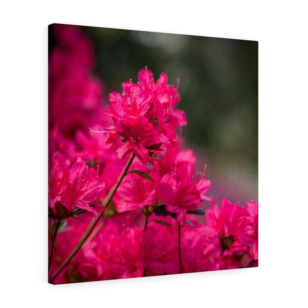 Full Bloom - Canvas