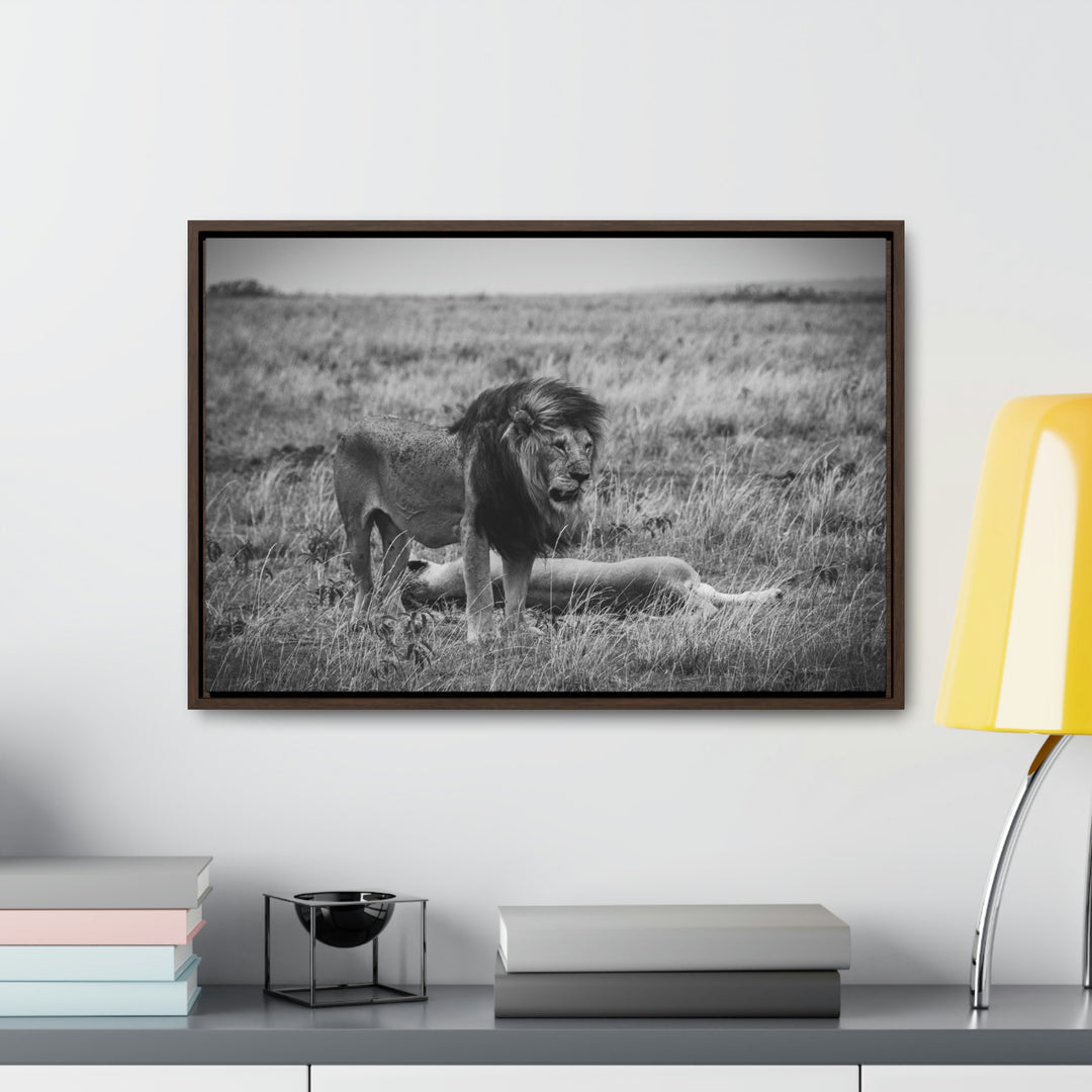 Mating Lions in Black and White - Canvas with Frame