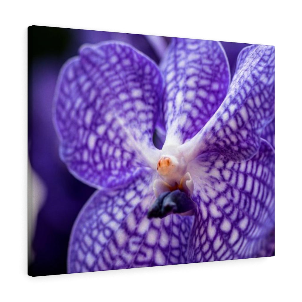 Orchid Detail - Canvas