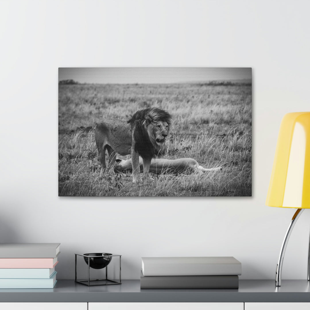 Mating Lions in Black and White - Canvas