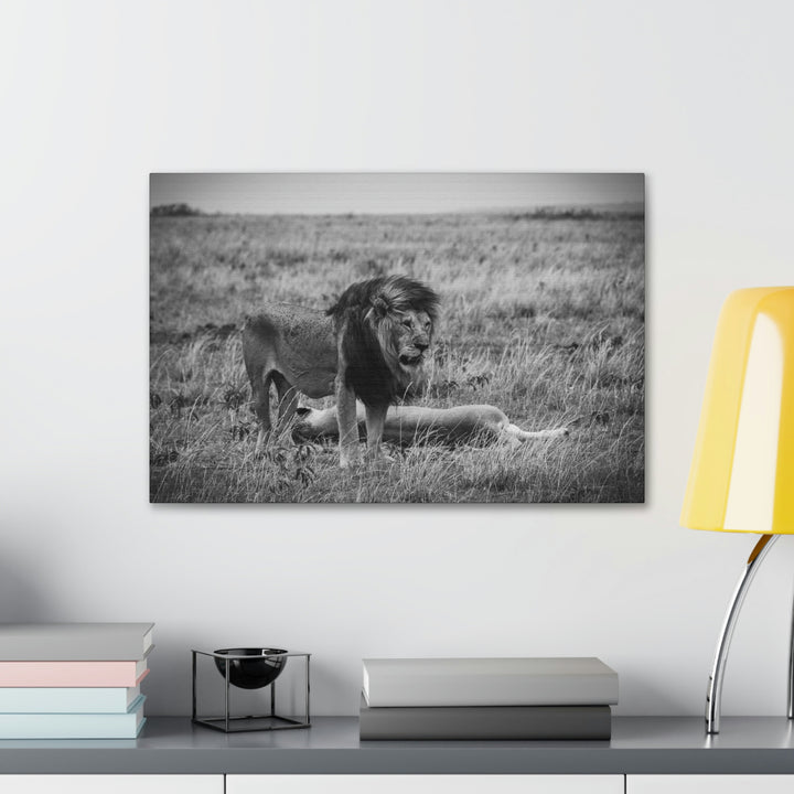 Mating Lions in Black and White - Canvas