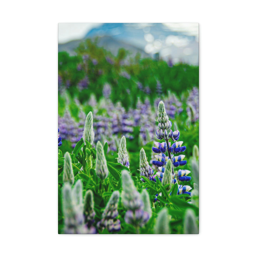 Glowing Lupin with Mountains - Canvas