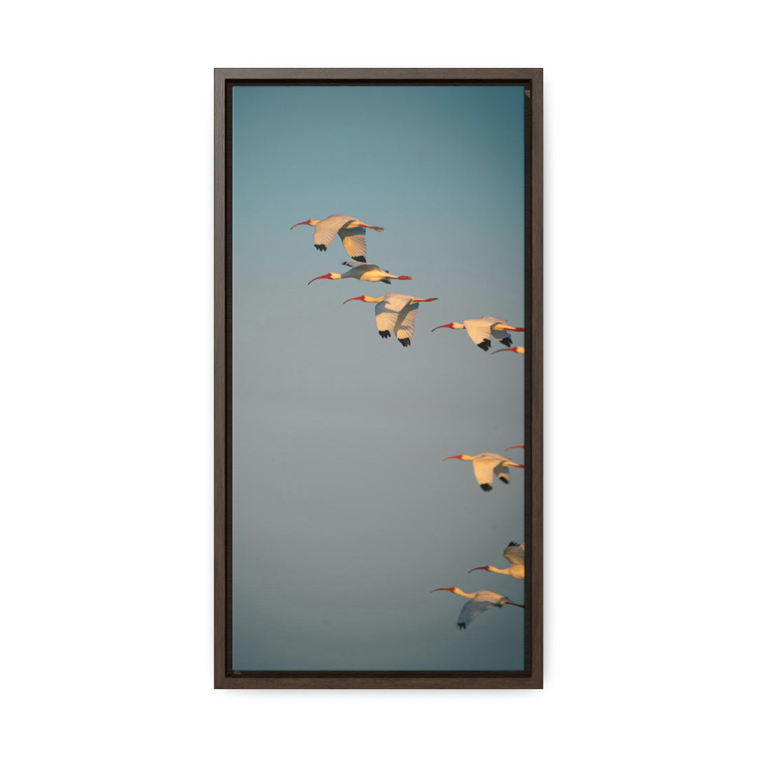 White Ibis in Flight - Canvas with Frame