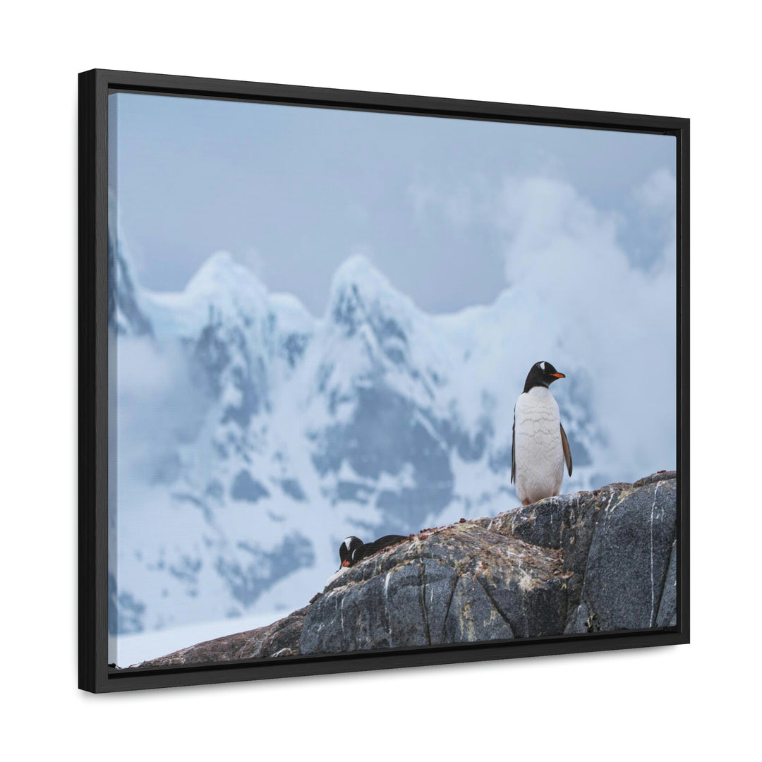 Poised Penguin - Canvas with Frame