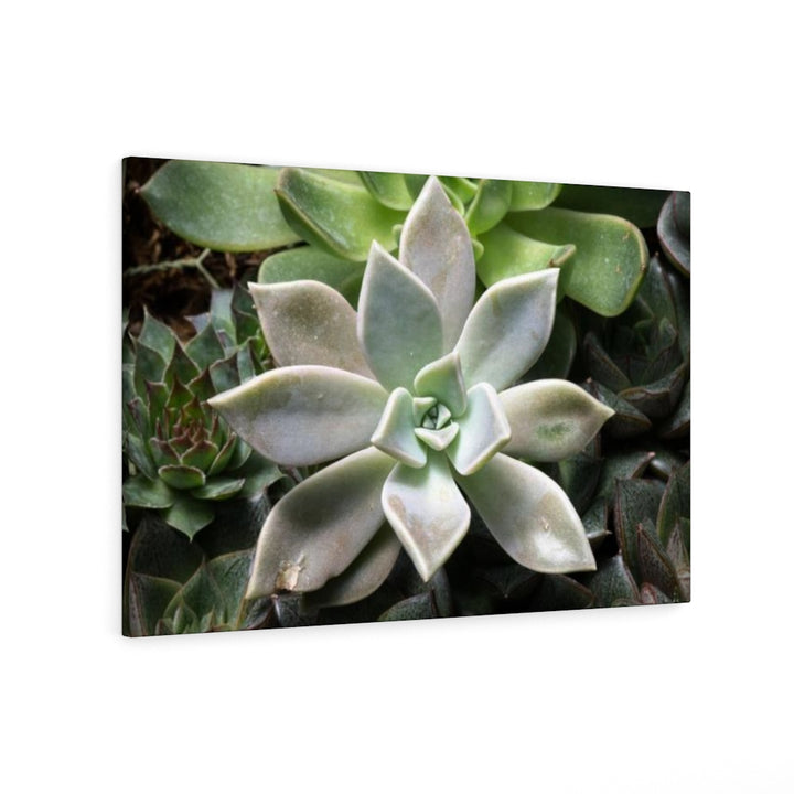 Succulent - Array - Canvas