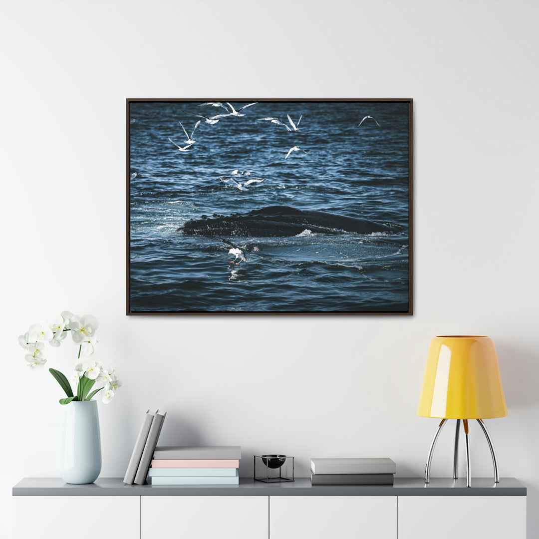 Humpback Hello - Canvas with Frame