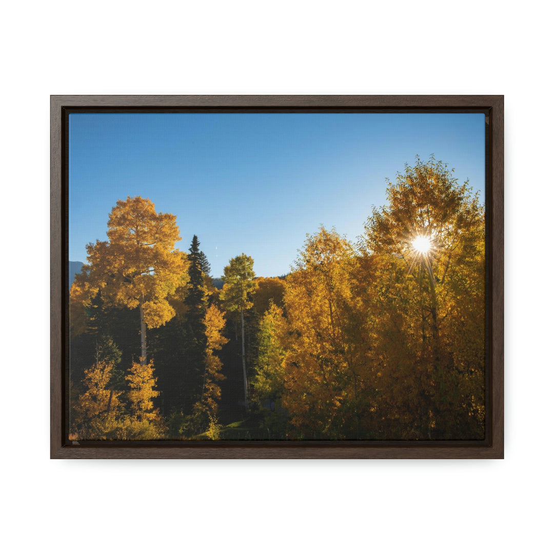 Sun Through the Aspens - Canvas with Frame