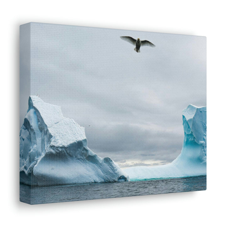 Antarctic Flight - Canvas