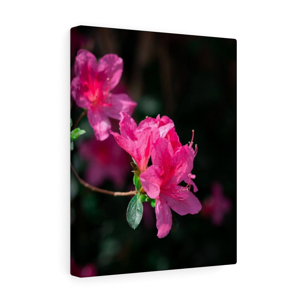 Standout Azalea - Canvas