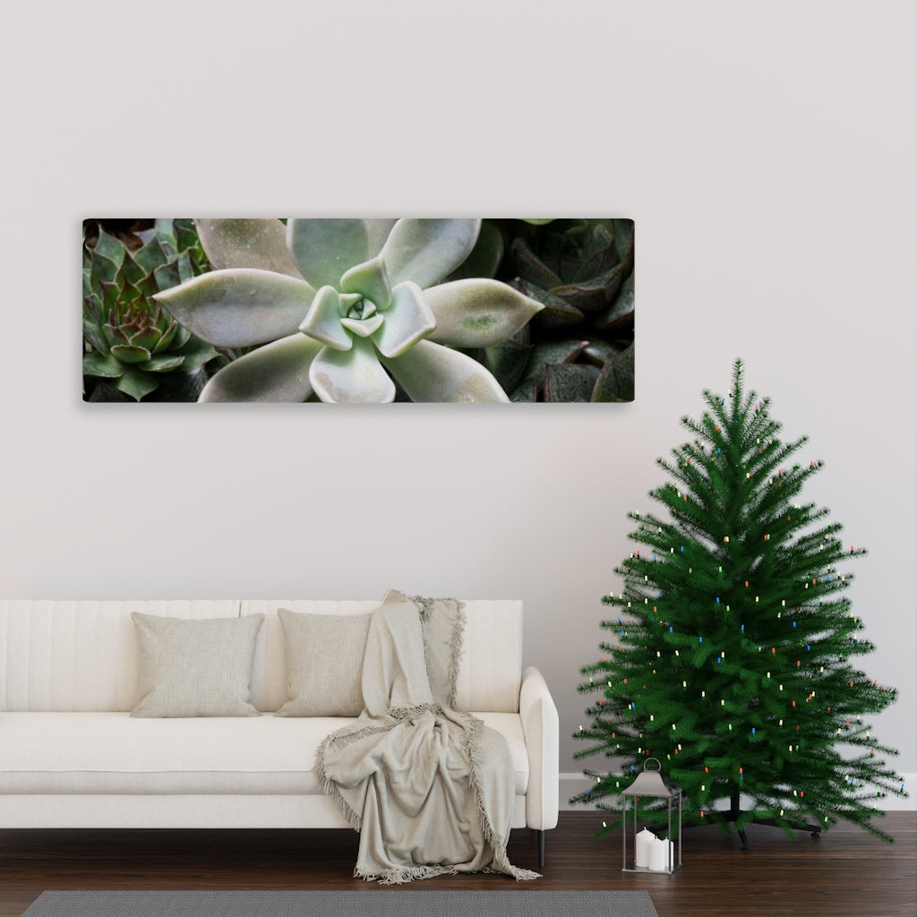 Succulent - Array - Canvas