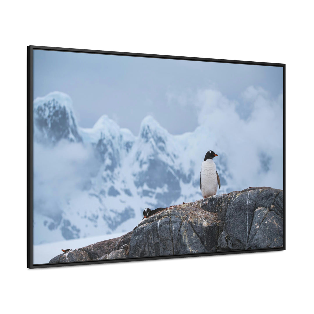 Poised Penguin - Canvas with Frame